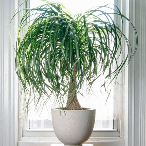 شتلات نولينا صغير