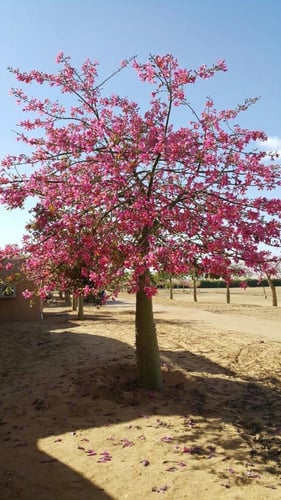 شتلات كوريزيا (مهرشة الفيل)