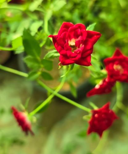 شتلات روزا بانكسيا احمر