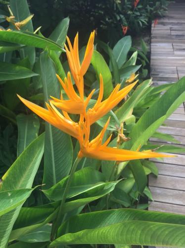 شتلات هيليكونيا Heliconia