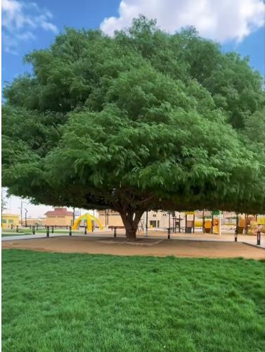 شتلات لبخ ذقن الباشا