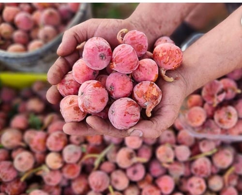 شتلات فاكهة الجميز