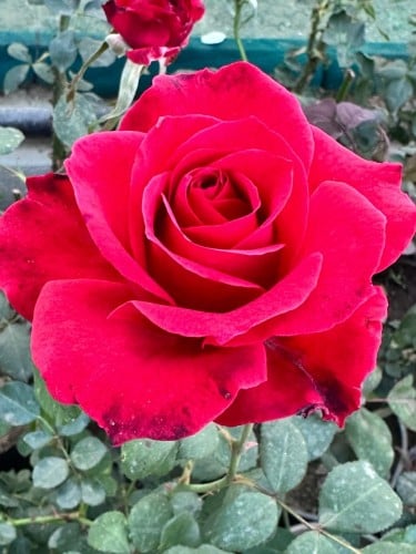 شتلات ورد جوري هولندي احمر