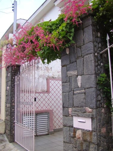 شتلات متسلقة المرجان الأنتيغون