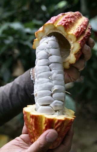 شتلات كاكاو