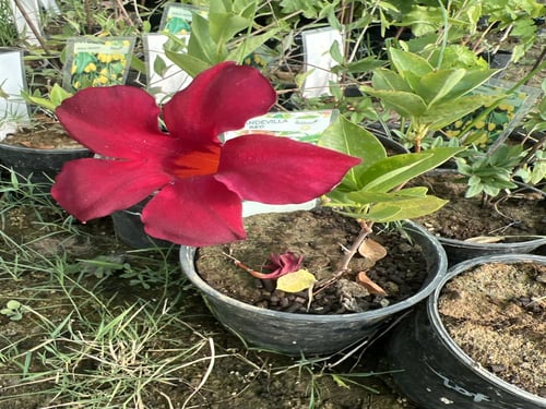 شتلات متسلقة ماندفيلا احمر