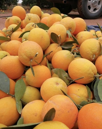 شتلات برتقال حائل عمر 18 شهر