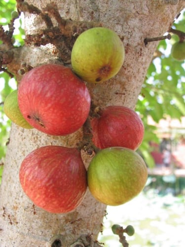 شتلات فاكهة الجميز