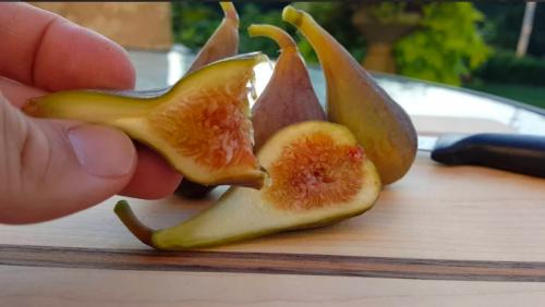 لوسو امبروفيد سيلست