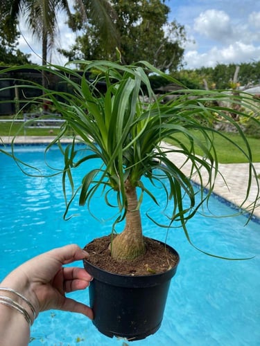 شتلات نولينا صغير