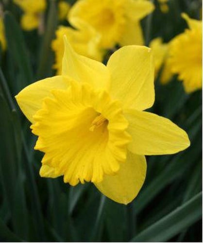 شتلات النرجس الهولندي ماجستير