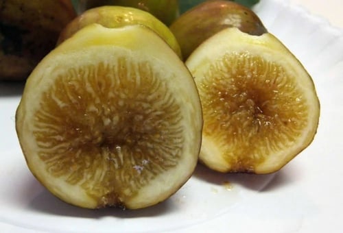 شتلات تين الما العسلي