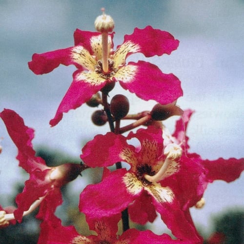 شتلات كوريزيا (مهرشة الفيل)