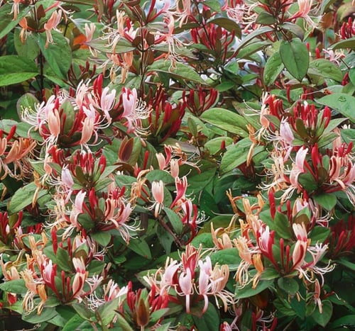 شتلات متسلقة الياسمين الياباني الأحمر