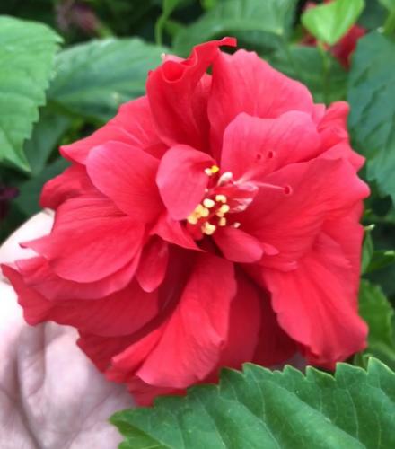 شتلات هيبسكس احمر مكبس