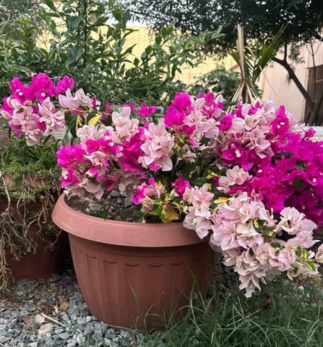 شتلات جهنميه تايلندي دبل كلر