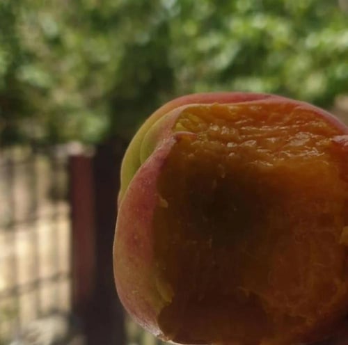 شتلات خوخ ديكسي ريد رويال