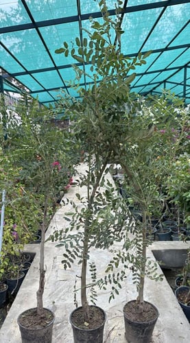 شتلات لبان عماني طول ١ متر الى ١ متر ونص