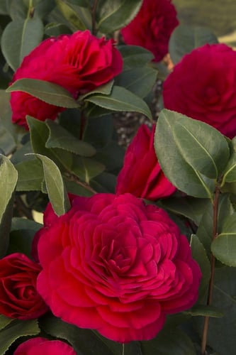 شتلات الكاميليا الحمراء مطعمه