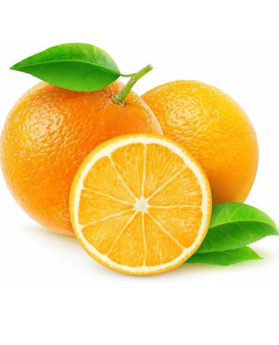 شتلات برتقال فالنيسيا كبير مركن ٢٨ عمر ٣ سنوات