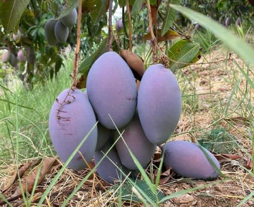 شتلات مانجو اوستن صغير