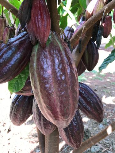 شتلات كاكاو