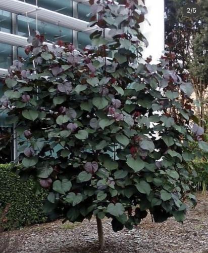 شتلات خبيز احمر تسبيسيا طول قريب 1 متر