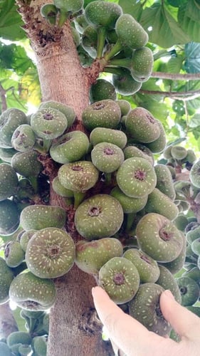 شتلات فاكهة الجميز