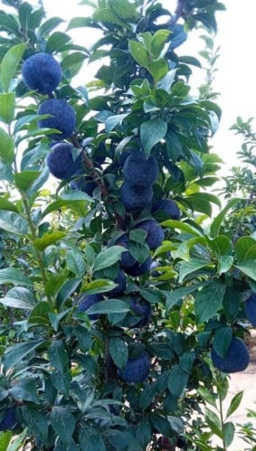 شتلات بخاره سولار اكليبس