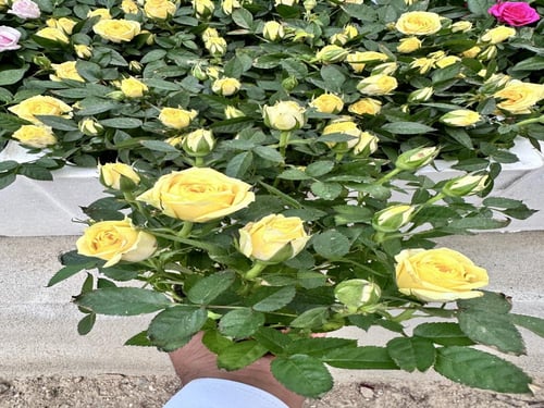 شتلات ورد بيبي روز هولندي اصفر