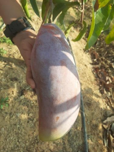 شتلات مانجو ريد ايفوري عاج الفيل صغير