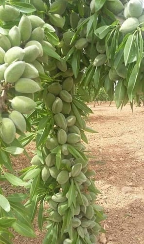 شتلات لوز الباحه البلدي طول حوالي متر