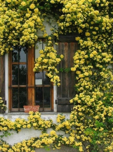 شتلات ورد جوري متسلق اصفر