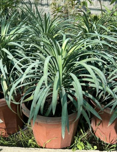 شتلات يوكا جلوكا