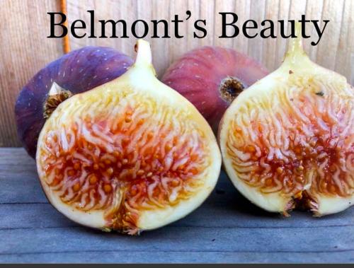 جمال بيلمونت