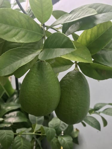 شتلات ليمون قلب التنين عمر ١٨ شهر