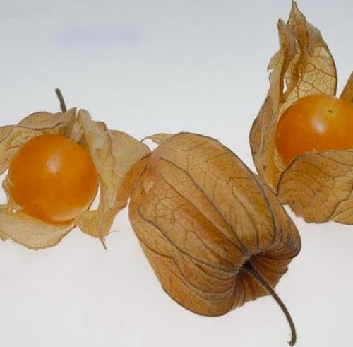 شتلات فاكهة الحرنكش