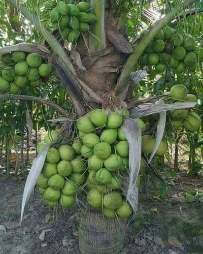 شتلات نخيل نارجيل ( جوز الهند )