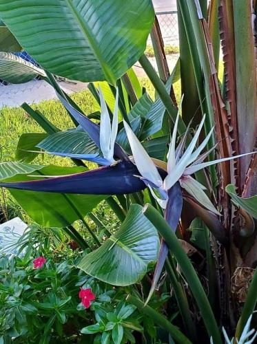 شتلات عصفور الجنه نيكولا العملاق