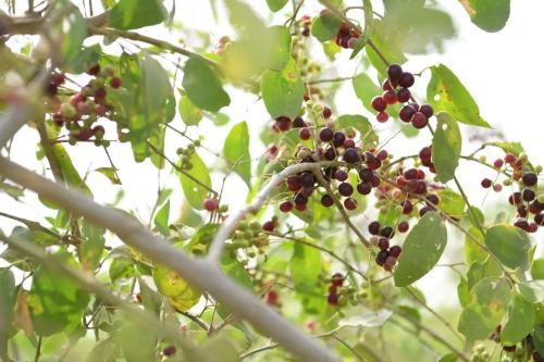 شتلات الآراك ( سواك الآراك )