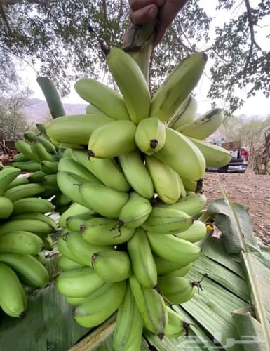 شتلات موز ذي عين الشهير الموز الجبلي