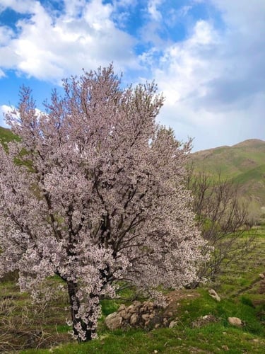 شتلات لوز الباحه البلدي طول حوالي متر