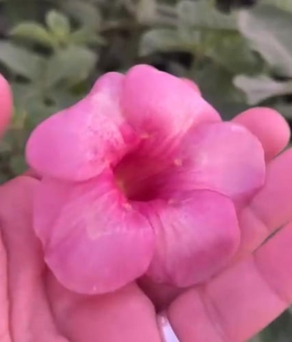 شتلات الماندا احمر