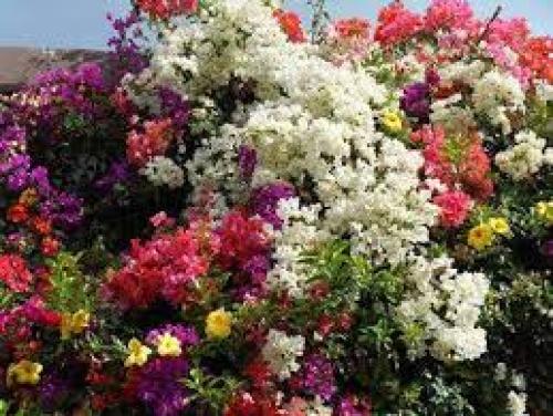 شتلات جهنميه عدد ٢ الوان مختلفه مركن ٢٠