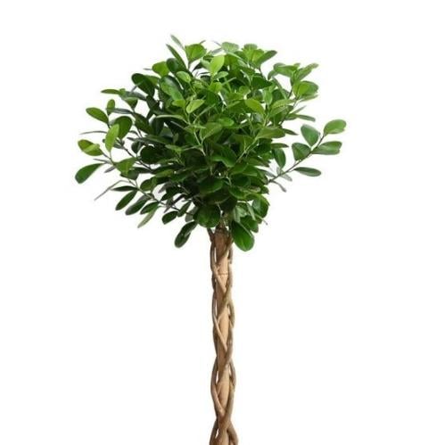 شتلات فيكس موكلامي باندا مجدول ٢ بوصه