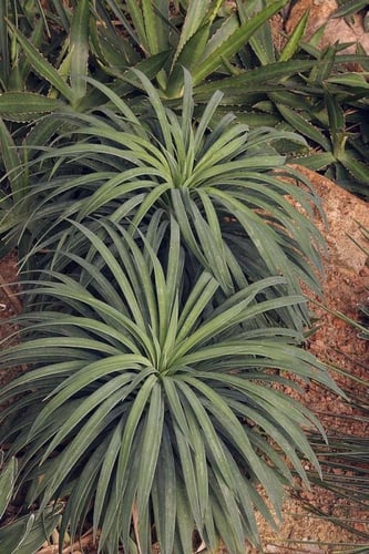 شتلات يوكا جلوكا