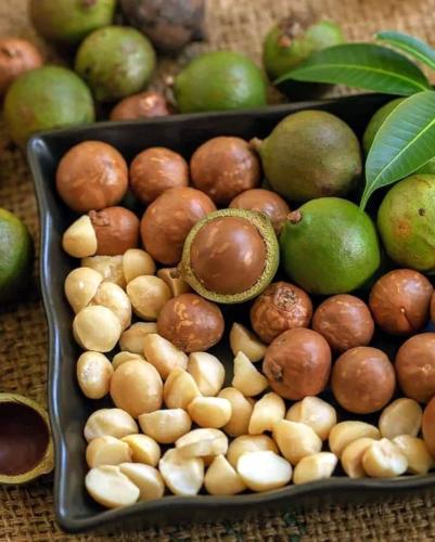 شتلات جوز مكاديميا Macadamia integrifolia