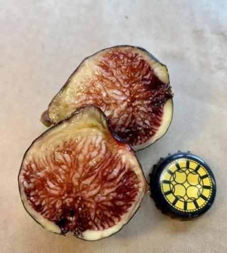 شتلات تين الجمال المالطي