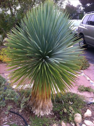 شتلات يوكا روستراتا