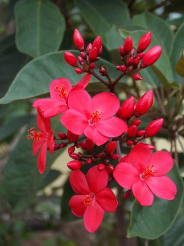 شتلات جاتروفا أحمر (Jatropha integerrima)